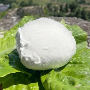 La Mozza "fior" (da caprese)